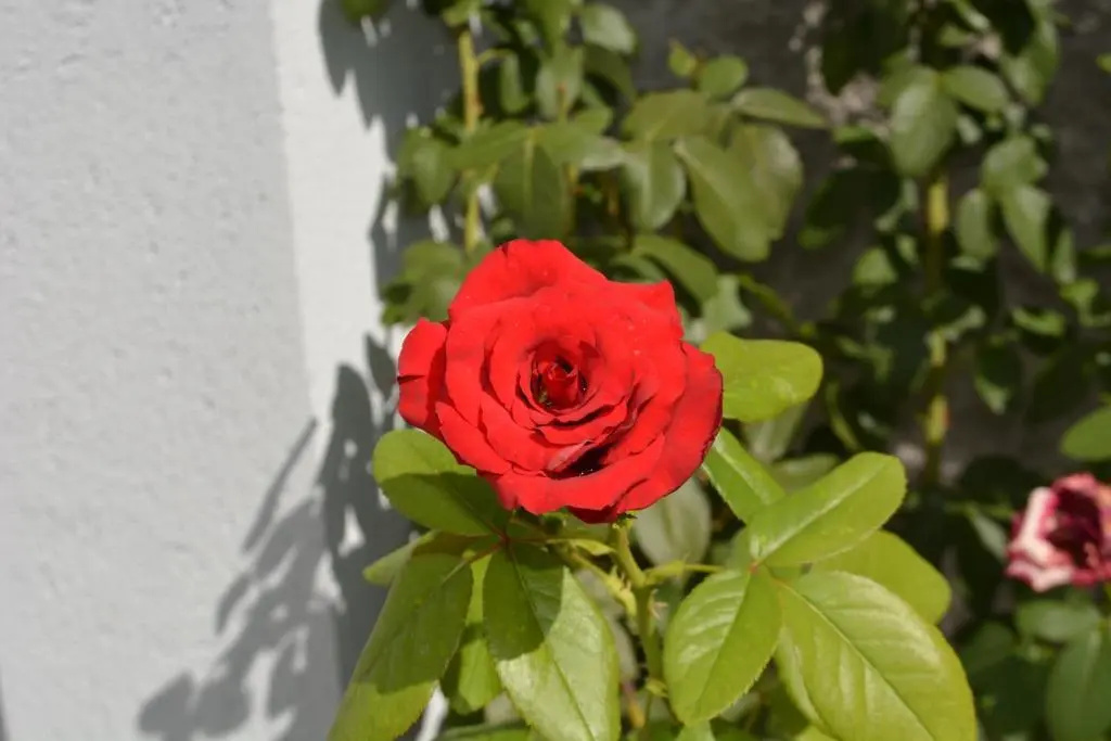 Photo - Rose Garden Hotel