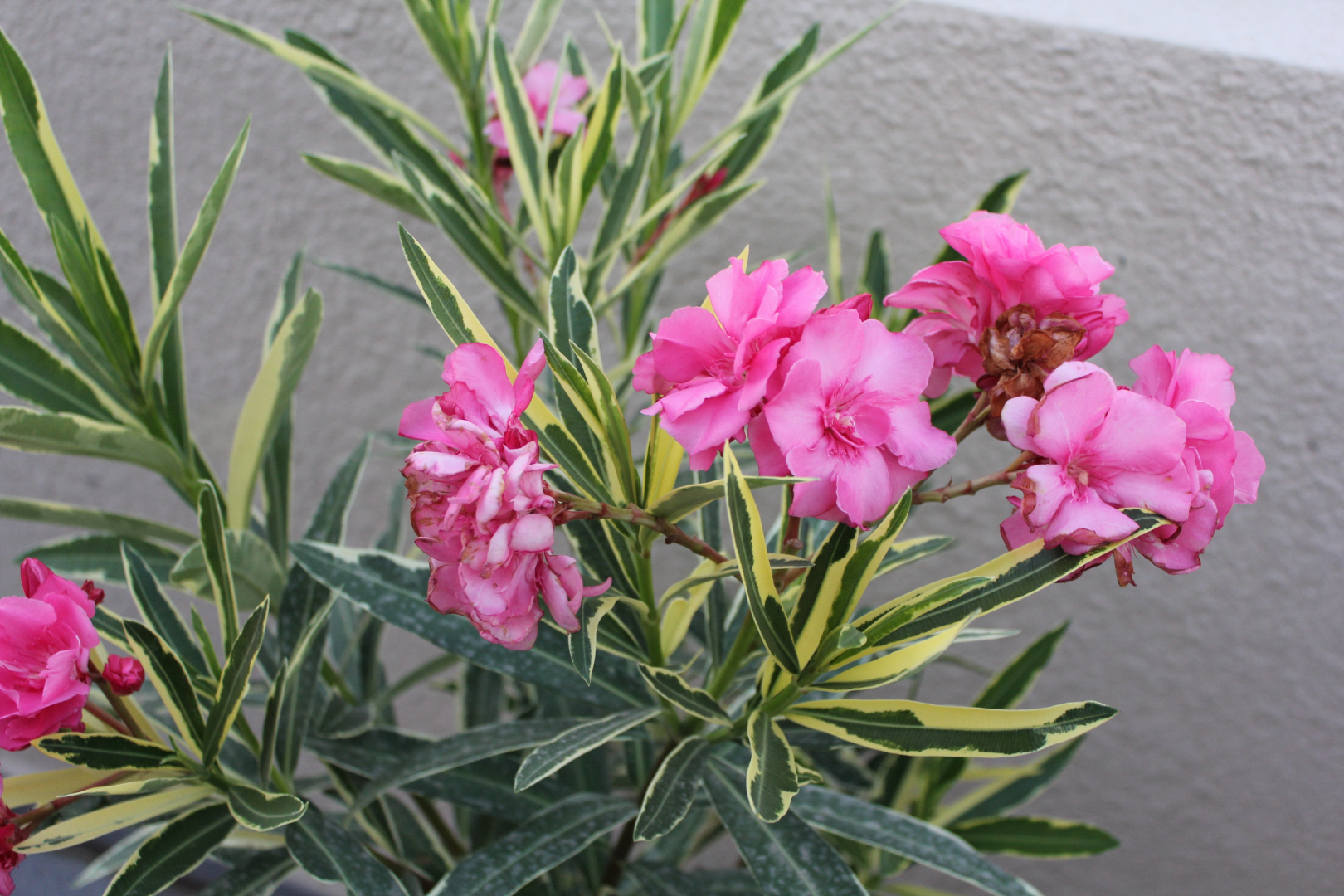 Foto - Old Baku Boutique Hotel