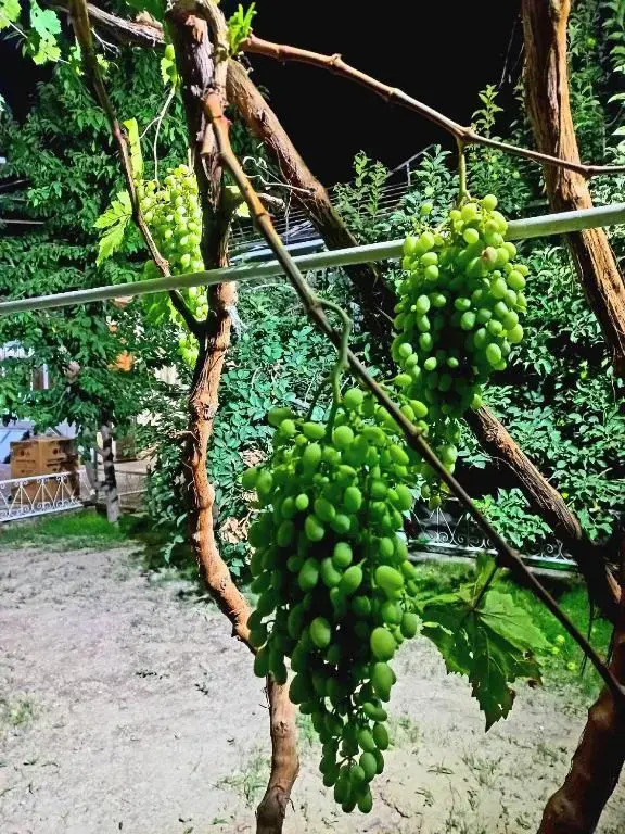 Foto - Colibri Traditional Guest house