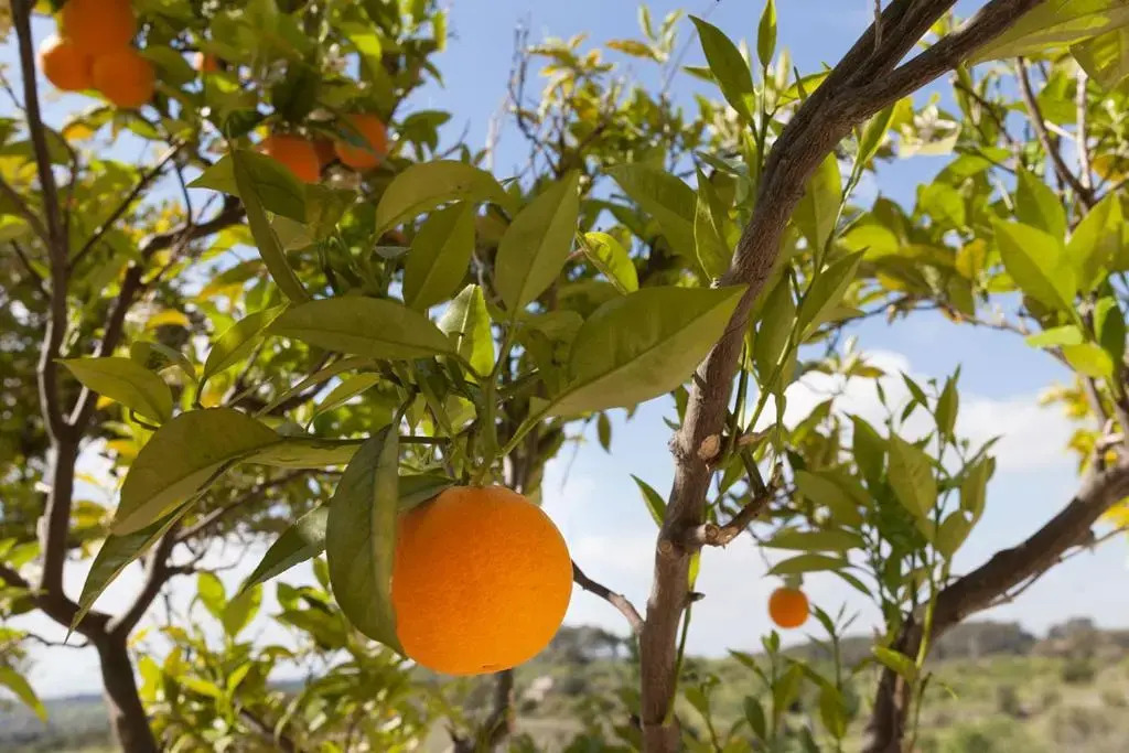 Photo - Hotel Can Riera by CheelHotels