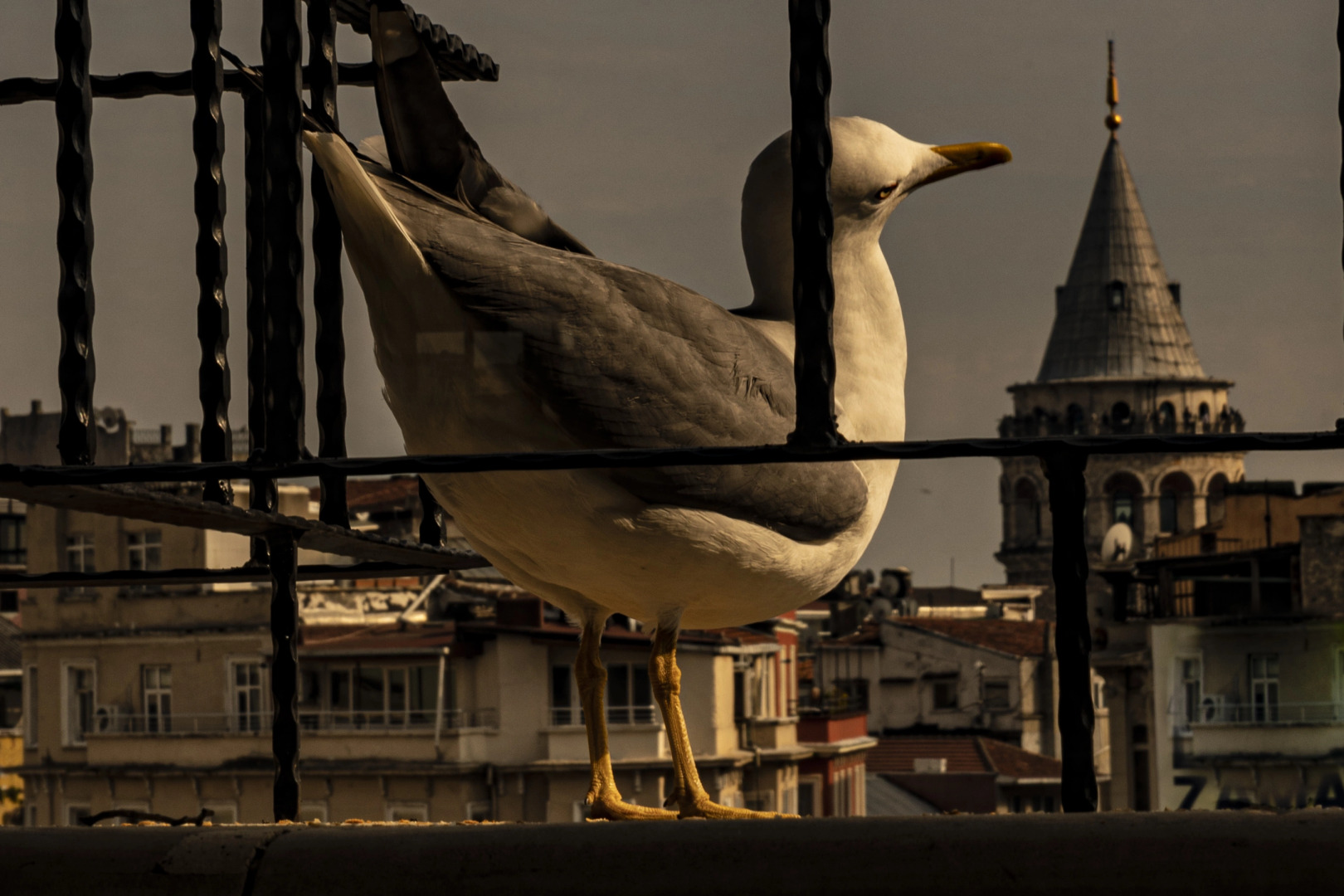 Foto - Galata M84