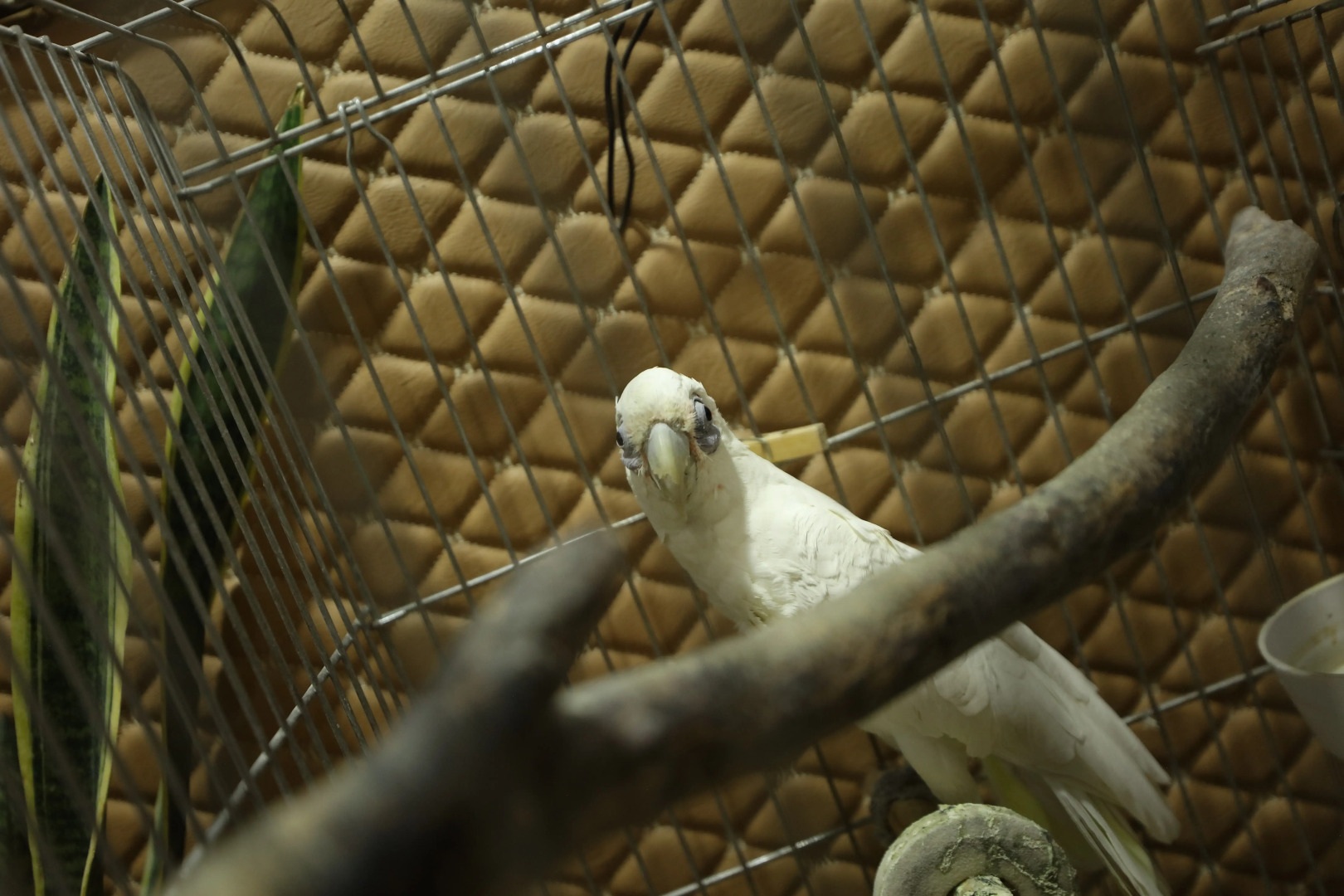 Foto - U Ashota Guest house