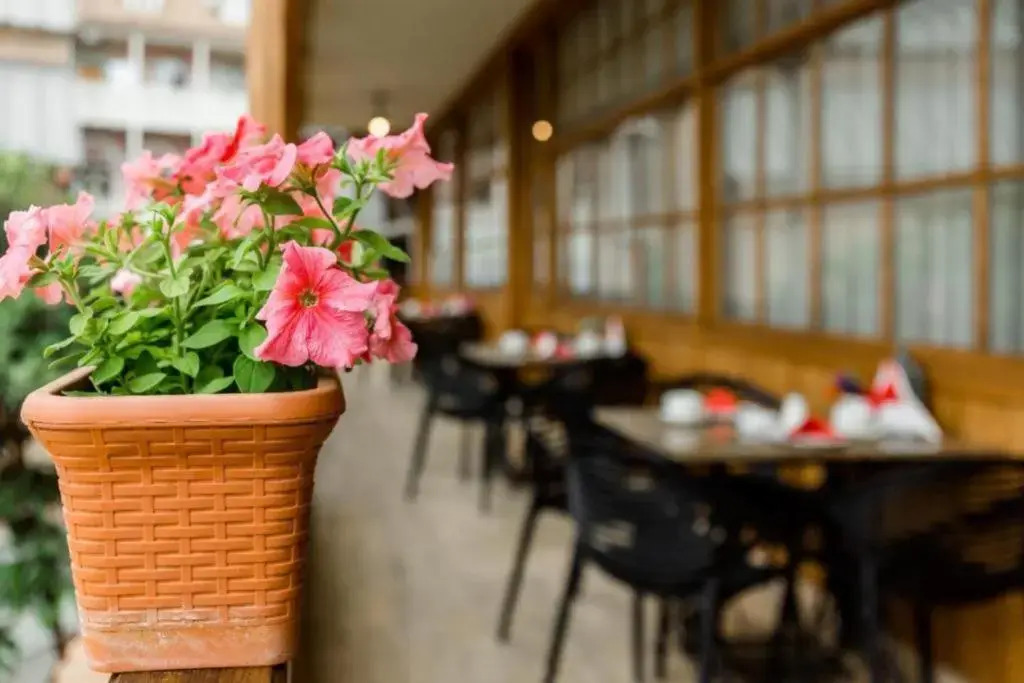 Foto - Rasta Maidan Hotel