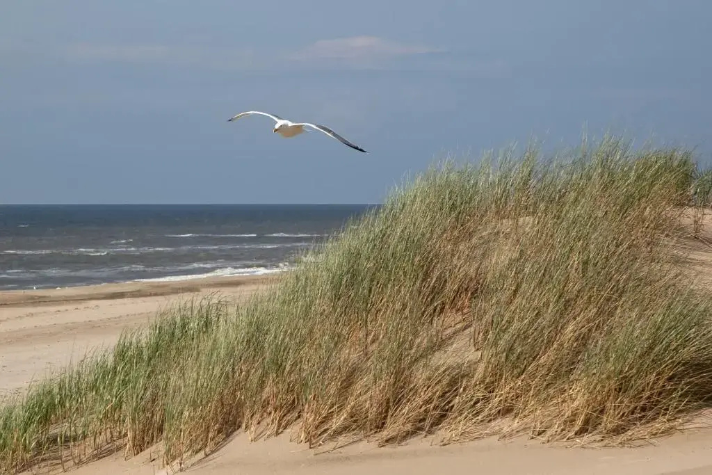 Foto - Two Brothers Noordwijk Beach