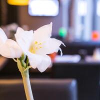 Hotel Alize Mouscron