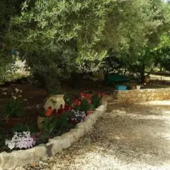 The Palm Area thumbnail 11