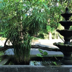 Cempaka Lovina - Bild 10