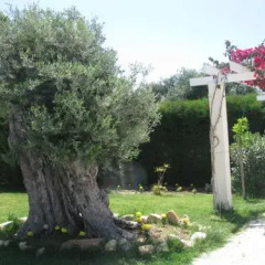 Отель Secret Garden Residence Кипр, Киссонерга - отзывы, цены и фото номеров - забронировать отель Secret Garden Residence онлайн фото 4