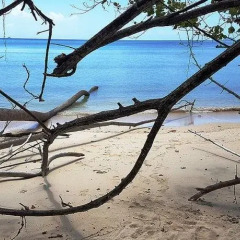 Отель 88 Days Self Catering Holidays & Accomodation Сейшельские острова, Остров Маэ - отзывы, цены и фото номеров - забронировать отель 88 Days Self Catering Holidays & Accomodation онлайн пляж фото 2