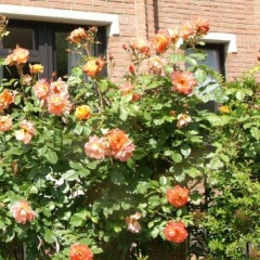 Ferienwohnung Carpe Diem - Bild 1