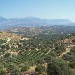 Отель Villas Alexandros Греция, Фаистос - отзывы, цены и фото номеров - забронировать отель Villas Alexandros онлайн фото 10