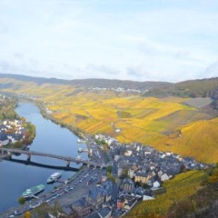 Moselle Rose - Bild 8