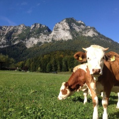Pension Vorderponholz - Bild 12