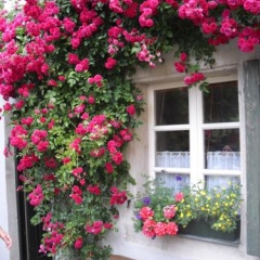Kleines Haus Meißen - Bild 2