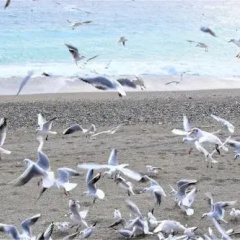 Marifra Beach thumbnail 7