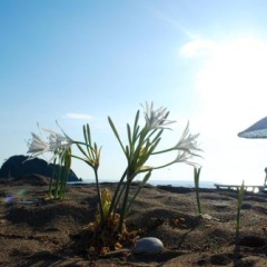 Ugur Pansiyon Bungalows - Bild 7