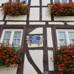Moselle Rose - Bild 1