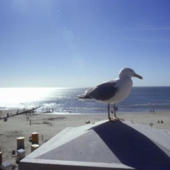 Nordsee Hotel Borkum - Bild 22