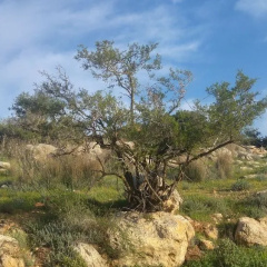The OLive Tree thumbnail 20
