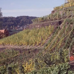 Weingut Martin Schwarz - Bild 6