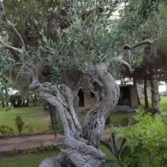 Tenuta Terenzano thumbnail 31