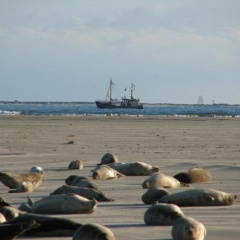 Moewennestchen - Bild 13