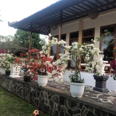 Villa Juliani Lovina Bali - Bild 2