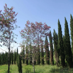 Tenuta Le Colonie thumbnail 25