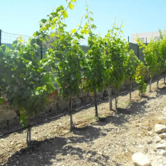 Agriturismo Eloro Pizzuta thumbnail 9