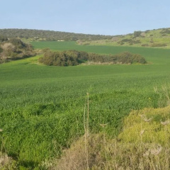 The OLive Tree thumbnail 3