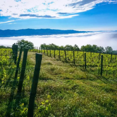 Tenuta La Novella thumbnail 14