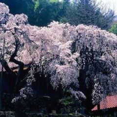 Hotel Kajikasou photo 2
