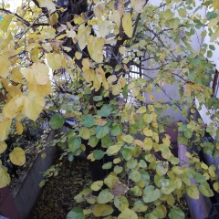 Eves Home Pension - Bild 12