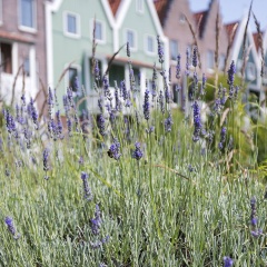 Roompot Marinapark Volendam thumbnail 13