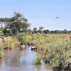 Africa Safari Serengeti Ikoma in Serengeti National Park, Tanzania from 230$, photos, reviews - zenhotels.com photo 31