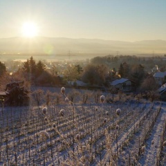Weingut Landmann Ferienwohnungen - Bild 9