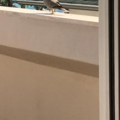 Caligo Apart Hotel - Bild 7