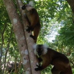 Coco Komba in Djamandjary, Madagascar from 97$, photos, reviews - zenhotels.com outdoors photo 4