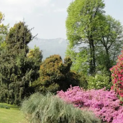 Zaffiro Rosa thumbnail 8
