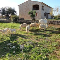 Finca Casa Maria - Bild 16