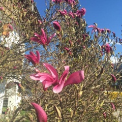 Haus Magnolia - Bild 4
