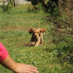 Esralina Pansiyon - Bild 1