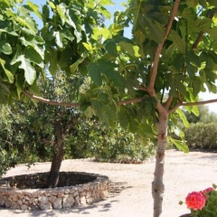 Los Geraneos - Bild 6