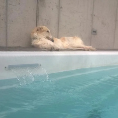 Swiss Borzoi House thumbnail 13