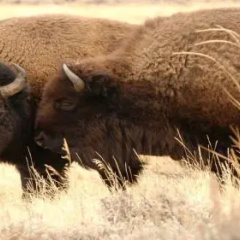 Yellowstone House of the Three Bears thumbnail 18