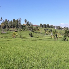 Asiana Lovina Hotel - Bild 16