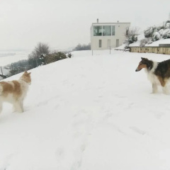 Swiss Borzoi House thumbnail 6