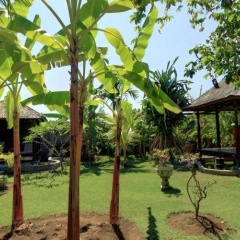 Sawah Lovina - Bild 10