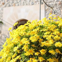 Finca Alaró - Bild 5
