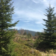 Bergwelt Braunlage - Bild 6